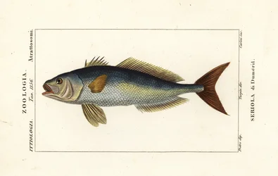 Grande amberjack, Seriola dumerili, Seriola di Dumeril