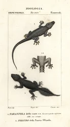 Osga-doméstica, Hemidactylus frenatus 1, e osga-de-cauda-larga, Phyllurus platurus 2