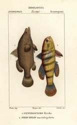 Poleiro do Nilo, Peixe niloticus tardio, peixe ou cadoz, Ophiocara macrolepidota