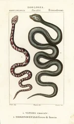 Cobra cuspideira de pescoço anelado, Hemachatus haemachatus 1, e Martinica lancehead, Bothrops lanceolatus 2