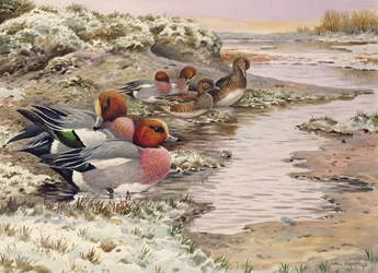 Alvorada nas lavagens - Wigeon