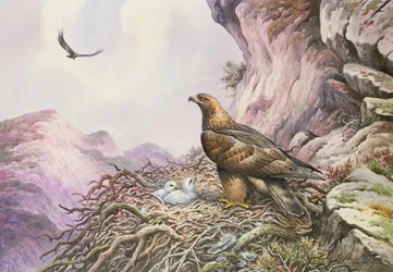 Águias douradas no seu Eyrie (wc)