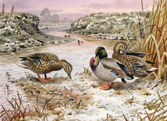 Mallards em um canto quieto