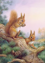 Par de Red Squirrels em um pinheiro escocês