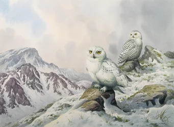 Par, de, nevado, corujas, em, a, nevado, montanhas, austrália
