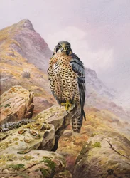 Falcão peregrino