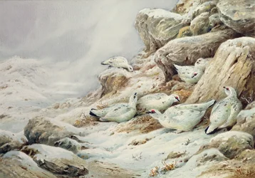 Ptarmigan na paisagem coberta de neve