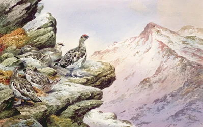 Ptarmigan nos topos altos