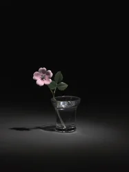 Wild Rose, final de 1800 e início de 1900