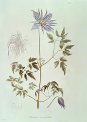 Clematis macropetala, de "Icones Plantarum Floram Rossicam" 1829