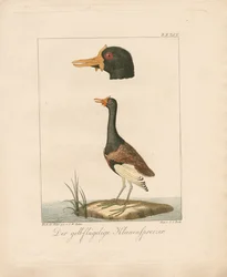 Jacana de asa amarela (litografia colorida à mão)
