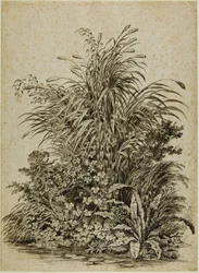 Plantas à beira da água