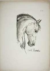 Pormenor da cabeça de um cavalo, ampliada para o triplo, Guarda Real Normanda, n.º 3