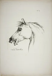 Pormenor da cabeça de um cavalo, ampliada para o triplo, Guarda Real Normanda, n.º 4