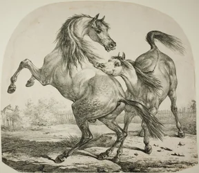 Cavalos selvagens lutando