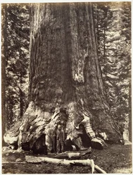 Base do Gigante Grisalho, do Livro de Yosemite: Uma Descrição do Vale de Yosemite e a Região Adjacente da Sierra Nevada, e das Grandes Árvores da Califórnia, por Josiah Dwight Whitney (1819