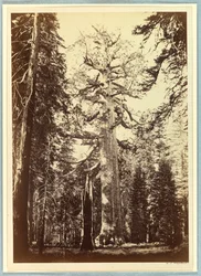 O gigante pardo, Mariposa Grove, Yosemite