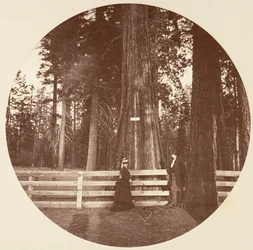 Auld Reckie. C. Grove, c. 1878.