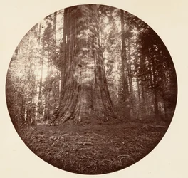 Estado Império. C. Grove, c. 1878.