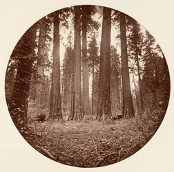 Jaime Rei de Guilherme. Estado de Keyston etc. Calaveras Grove, ca. 1878.