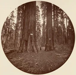 Nenhum, ca. 1878.