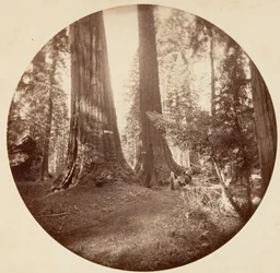 Old Dominion e Taverna do Tio Tom. Calaveras Grove, c. 1878.