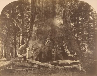 Seção de Grisly Giant, Mariposa Grove, 1861.