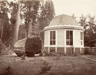 A casa construída sobre o toco de uma grande árvore, 1865-66, impresso ca. 1876.