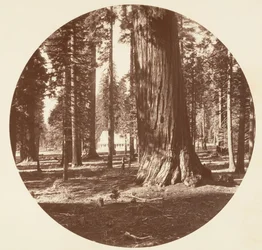 O Mammoth Grove Hotel do Grove - Calaveras, ca. 1878.