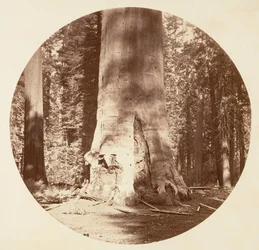 A Mãe da Floresta - Calaveras Grove, ca. 1878.