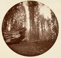 A Mãe da Floresta Do Pai da Floresta - Calavaras Grove, ca. 1878.