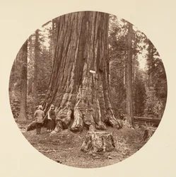 O orgulho da floresta - Calaveras Grove, ca. 1878.