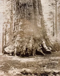 Tronco do "Grizzly Giant", Mariposa Grove, 33 pés de diâmetro, 1861