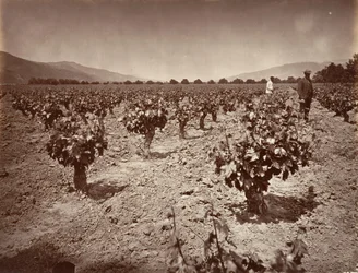 Vinha do Rancho Camulos, 1876, impresso ca. 1876.