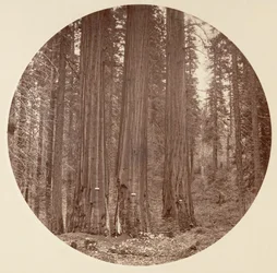 Parque Nacional de Yosemite, Califórnia, cerca de 1878.