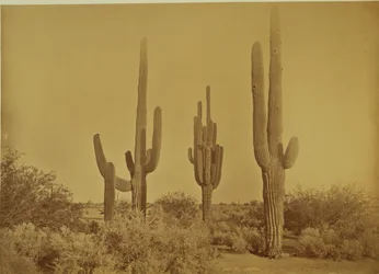 [Cato, Arizona - Cereus Giganteus]