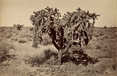 [Cato, deserto do Arizona]