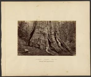 [Califórnia - Mariposa Big Trees, "Washington" 270 ft. High, 92 ft. Circum.]