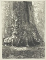 Cópia de "Galen Clark Before the Grizzly Giant", de Carleton Watkins.