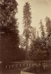 Redwood gigante, Santa Cruz