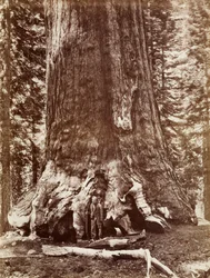 Grizzly Giant Diameter 33 Ft. Mariposa Grove
