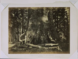 [Parte do tronco do «Grizzly Giant» com Clark - Mariposa Grove - 33 pés de diâmetro]