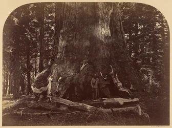 Secção do Grizzly Giant, Mariposa Grove, 33 pés de diâmetro