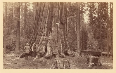 [O orgulho da floresta, Calaveras Grove]