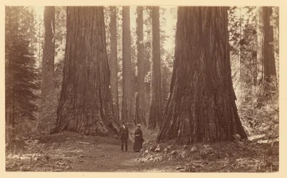As Três Graças, Calaveras Grove