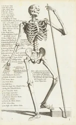 Estudo Anatômico do Esqueleto Humano por Carlo Cesi