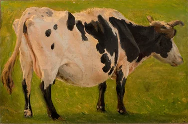 Vaca preta e branca de pé