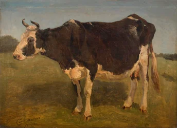Vaca de pé a preto e branco. Estudo.