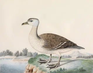 Java Duck (aquarela sobre pergaminho, inscrito com título)