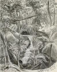 Estudo da selva, século XIX